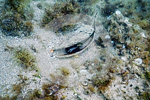 Noble Pen Shell Pinna nobilis Mediterranean Sea