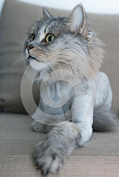 Noble proud cat lying on the couch. British with gray fur.