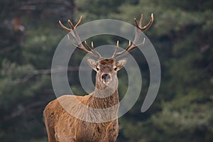 Noble Red Deer Cervidae In Winter Forest. Portrait Of Deer Cervus Elaphus. Great Adult Noble Red Deer With Big Beautiful Horn