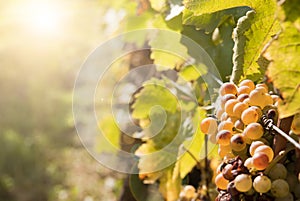 Noble rot of a wine grape,