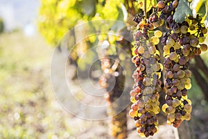 Noble rot of a wine grape, botrytised grapes