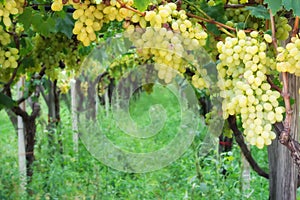 Noble rot of a wine grape, botrytised grapes in sunshine