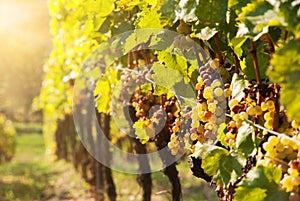 Noble rot of a wine grape, photo