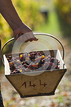 Noble rot of a wine grape, grapes with mold, Botrytis