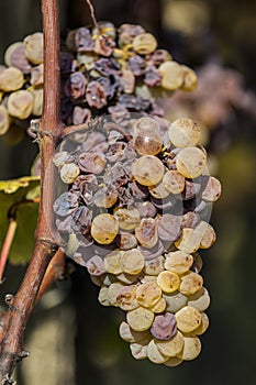 Noble rot of a wine grape, grapes with mold, Botrytis