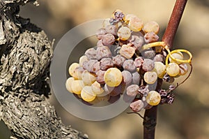 Noble rot of a wine grape, grapes with mold, Botrytis