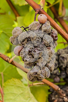 Noble rot wine grape, grapes with mold, Botrytis, Sauternes