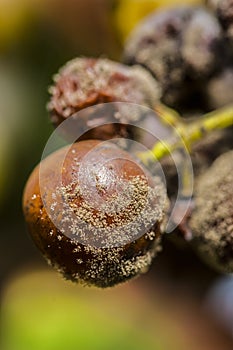 Noble rot wine grape, grapes with mold, Botrytis, Sauternes