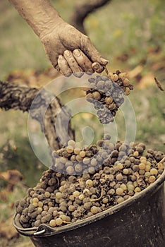 Noble rot wine grape, grapes with mold, Botrytis, Sauternes