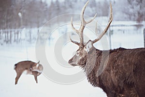 Noble Sika deer , Cervus nippon, spotted deer