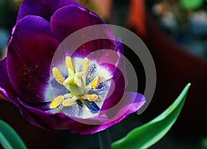 Noble tulips - Purple prince