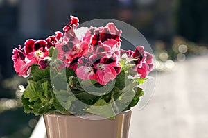 Noblegerie Pelargoniums on the Windowsill