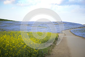 Nobody in beautiful blue nemophila flowers and rape blossom flowers field at Hitachi seaside park in japan