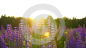 Nobody,the view of blooming lupines at sunset steadyshot