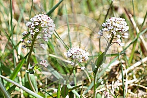 Noccaea caerulescens spring wildflower alpine pennycress