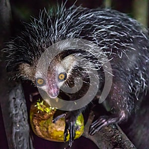 Nocternal Aye-Aye Lemur photo