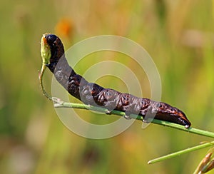 Noctua pronuba caterpillar eats a plant