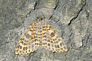 Noctuid