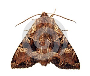 Noctuid butterfly