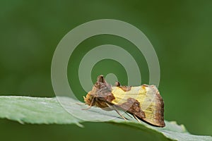 Noctuid photo