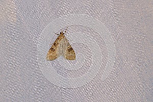 Noctuid moth