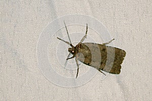 Noctuid moth