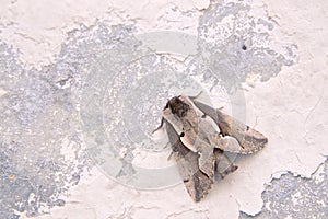 Noctuid moth