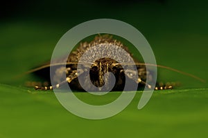 Noctuidae Amphipyra berbera