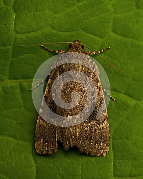 Noctuidae Amphipyra berbera