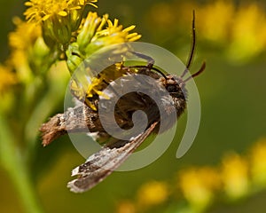 Noctuidae Cerapteryx graminis