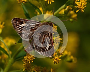 Noctuidae Cerapteryx graminis