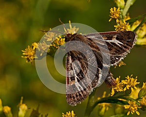Noctuidae Cerapteryx graminis photo