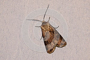 Noctuidae moth