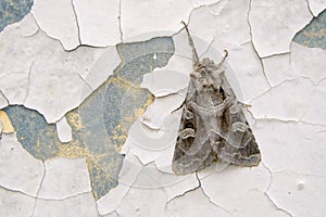 Noctuidae moth