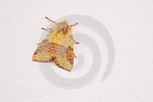 Noctuidae moth