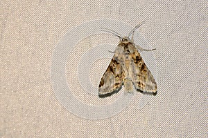 Noctuidae moth