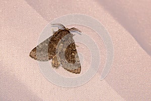 Noctuidae moth