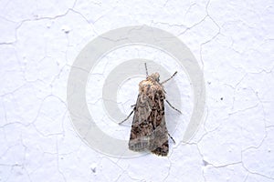 Noctuidae moth
