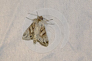 Noctuidae moth