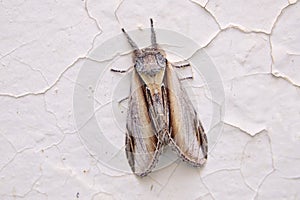 Noctuidae moth