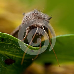 Noctuidae Orthosia gothica on leaf photo