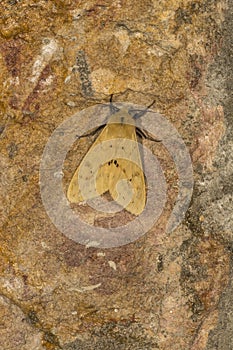 Noctuoidea, Moth at Meghalaya photo