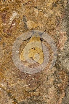 Noctuoidea Moth seen at Meghalaya,India photo