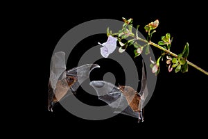 Nocturnal animal in flight with red feed flower. Wildlife action scene from tropic nature, Costa Rica.