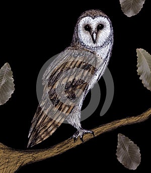 Nocturnal animal - Owl illustration, handmade & Digital color photo
