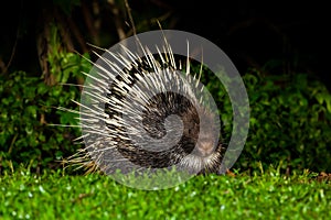 Nocturnal animals Malayan porcupine