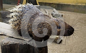 Nocturnal animals Malayan porcupine Hystrix brachyura. photo