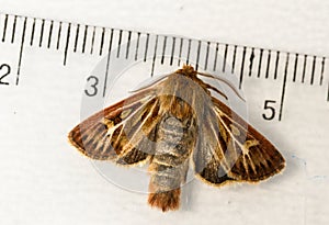 The nocturnal antler moth Cerapteryx graminis on a white background with a measuring tool