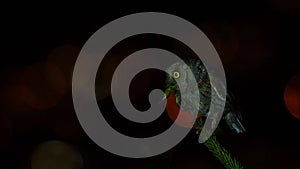 Nocturnal bird and artistic night clip of the European Scops-Owl Otus scops perched on a spruce branch with caught grasshopper