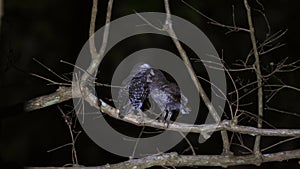 Nocturnal birds of prey perched on